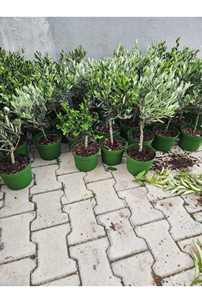 Doğan Fidancılık Mini zeytin fidanı