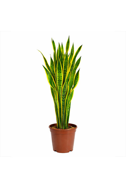 ERNAZ Peygamber Kılıcı (Sansevieria Trifasciata) Sarı Yeşil | 110-120 cm Boy ...