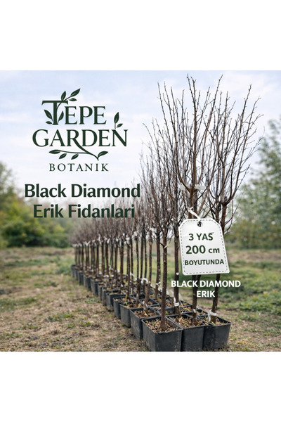 TEPE GARDEN BOTANİK BLACK DİAMOND ERİK FİDANI ( SİYAH ERİK)