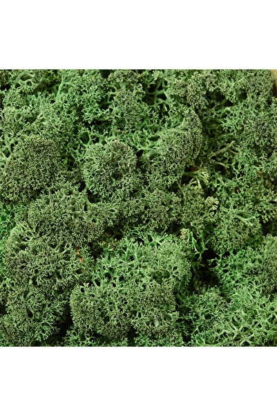 trendbahce Reindeer moss DARK green şoklanmış norveç yosunu (30GR)