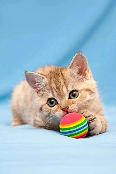 obrigado 2-Pack Colorful Cat Play Balls – Lightweight & Fun, Ideal Play Set f...