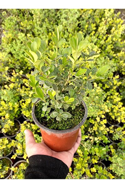 AFYONDOĞAPEYZAJ ÇİT BİTKİSİ ŞİMŞİR BUXUS SEMPERVİRENS 2CLT SAKSILI 20-30CM