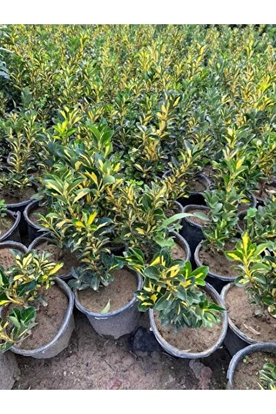 AFYONDOĞAPEYZAJ ÇİT BİTKİSİ ALACALI TAFLAN 2CLT SAKSILI (20-30CM)