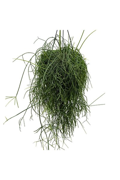 Betonish Rhipsalis Baccifera