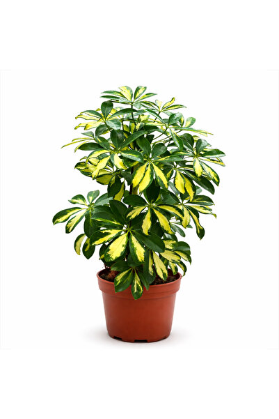 ERNAZ Şeflera (Schefflera Arboricola) | Tek Dal 13 cm Saksıda 50-60 cm Boy | ...