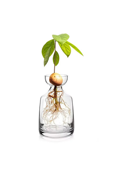 choice2 وعاء زراعة بذور الأفوكادو (قطعة واحدة) - وعاء زجاجي فريد من نوعه لزرا...