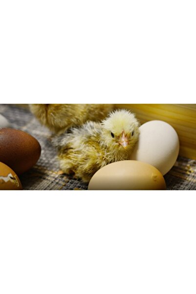 RT Incubator Clocitoare Electric 70 Oua Ou Pui Gaina Gasca Rata 120 Prepelita...