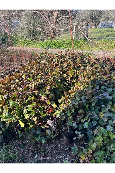 SEVER FİDANCILIK Sarmaşık Hedera Helix Kaya Duvar Çit Bahçe Sarmaşığı 1 ila 1...