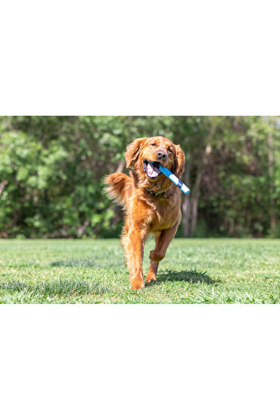 Chuckit ! لعبة الكلب العطرية من نوع Sniff Fetch Stick (بنكهة اللحم المقدد)