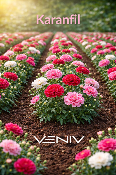 VENİV 10 adet Karanfil Çiçeği Tohumu