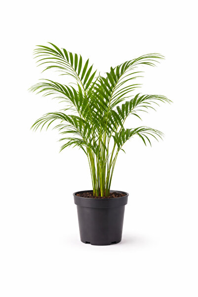 A&N Florya Vadi Areka Palmiyesi (Dypsis Lutescens) 80-110 Cm Canlı Salon Bitk...