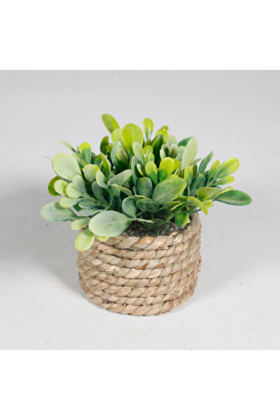 Choice1 نبات صناعي أخضر في أصيص، عشب الكينا، 11 سم، نباتات صناعية، أوراق بلاس...