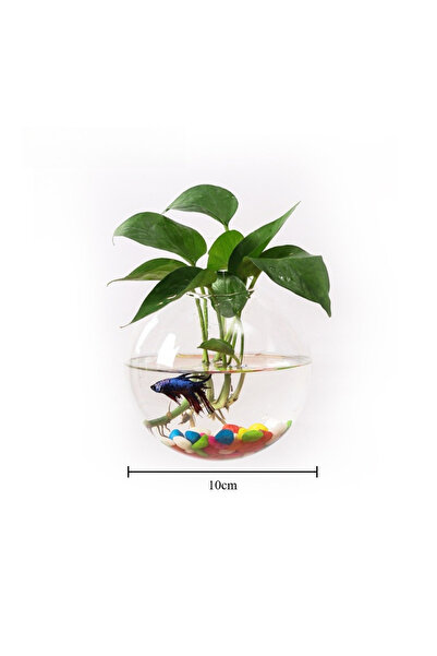 choice2 مزهرية زجاجية كروية مثبتة على الحائط من طراز A، مناسبة لنباتات البوني...