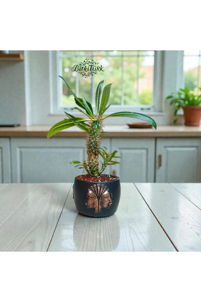 BitkiTÜRK Kabartmalı Beton Saksıda İthal Madagaskar Palmiyesi |BitkiTÜRK Tasarım