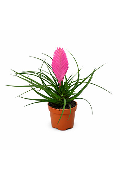 ERNAZ Pembe Tüy Çiçeği (Tillandsia Cyanea) – 5.5 cm Saksı Dekoratif Mini Çiçek