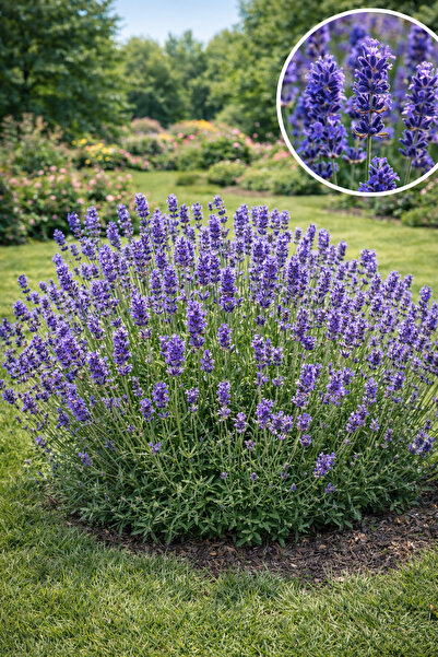 Vasada 3 Adet Lavanta Fidesi Lavandula Angustifolia Tüplü 20-40 cm