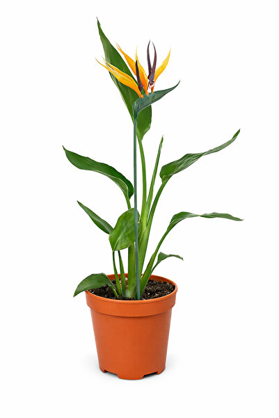 ERNAZ Cennet Kuşu Çiçeği (Strelitzia Reginea) Turuncu Tek Köklü | 40-50 cm bo...