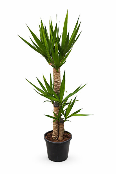 Genel Markalar Yucca (Yuka) Üç Gövdeli | 130-140 cm Boy Dekoratif Tropikal Ca...