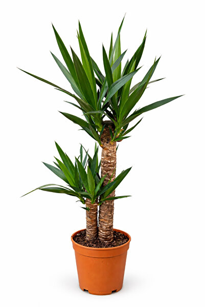NADİR KAKTÜS Yucca (Yuka) İki Gövdeli | 100-110 cm Boy Dekoratif Tropikal Can...
