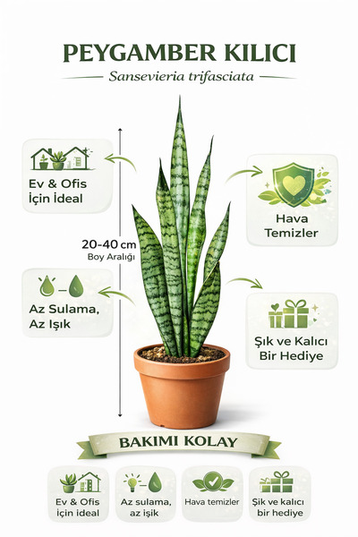 A&N Florya Vadi 20–40 Cm Peygamber Kılıcı Canlı Bitki – Hava Temizleyen, Bakı...