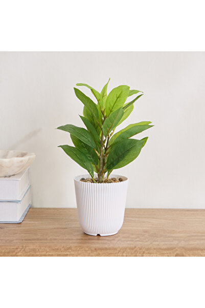 Generic Ceilo Anthurium Leaf Potted Plant - 12x12x25 cm