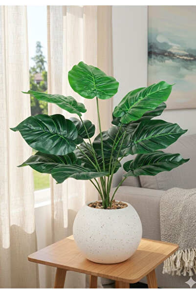 Generic Heart-shaped leaf seedling (12 leaves) in a round plastic pot