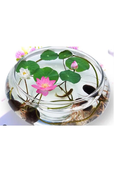 prestijiseed 7 Adet Tohum Lotus Çiçeği Karışık Japon Su Zambağı Kase Lotus Çi...