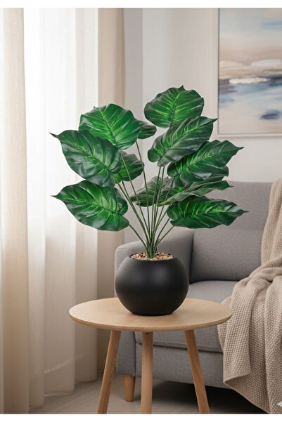 Bashaer Home Heart-shaped leaf seedling (12 leaves) in a round plastic pot