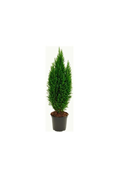 Mimoza Teras Için Mavi Elwoodi Çamı 30-40 cm