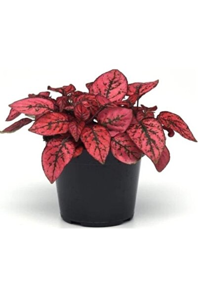 Genel Markalar Kırmızı Çilli Yaprak Çiçeği Hostes Çiçeği Fidanı 3 Adet
