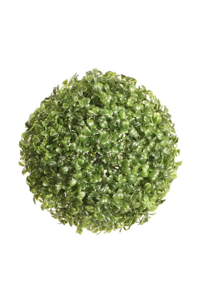 BEAUTY LAND GARDENS Boxwood 30 cm, PL012, Green, by