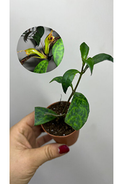 nazlı çiçekçilik Ruj Çiçeği Sarı Çiçekli Fide aeschynanthus marmoratus 5,5lik...