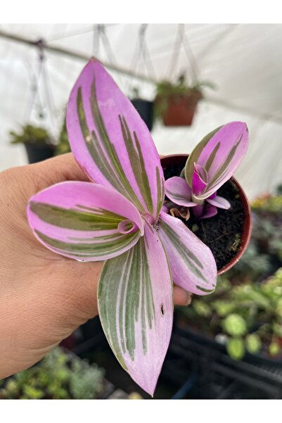 nazlı çiçekçilik TRADESCANTİA NANOUK PEMBE TELGRAF ÇİÇEĞİ 5,5lik Saksıda