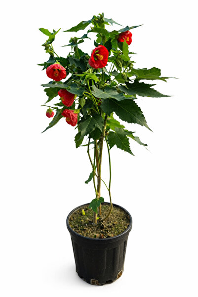 ERNAZ Ağaç Küpelisi, Laz Kızı (Abutilon Pictum) 60–70 cm Boy Çiçekli Saksılı ...