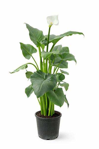 Ernaz Bitki Dünyası Gelin Çiçeği (Kala) - Zantedeschia Aethiopica 80–90 cm Bo...