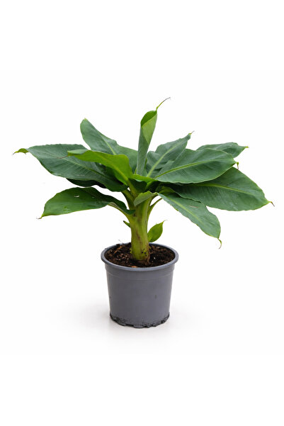 Ernaz Bitki Dünyası Musa Dwarf (Bodur Muz Ağacı) 40-50 cm | 14 cm Saksı Tropi...