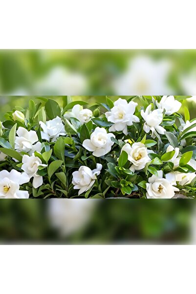 Ankafidan GARDENYA 100-130 CM 4 YAŞ YOĞUN KOKULU
