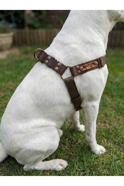 balkonda Dog Chest Harness for Small & Medium & Large Breeds Adjustable Colla...