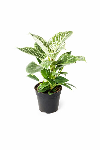 A&N Florya Vadi Philodendron Birkin Canlı Bitk Saksılı Beyaz Damarlı Salon Bi...