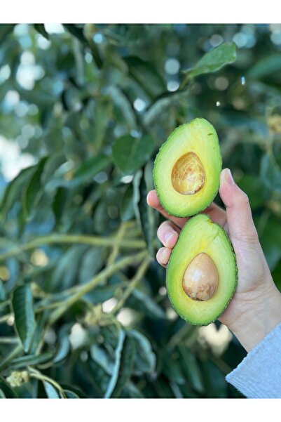 Alanyatropikal Has Avokado( 3kg Yerli Alanya)