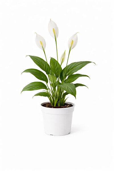 A&N Florya Vadi Canlı Barış Çiçeği 40-60 Cm – Beyaz Çiçekli Şık Salon Bitkisi...