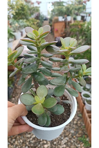 PLANTİS BOTANİK Crassula Ovata Minima 13 Cm Saksılı Mini Para Ağacı Sukulent