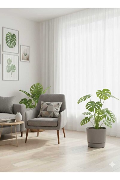 polivahome 9 Litre Bej Begonya Saksı Tabaklı Dekoratif Mat Plastik Saksı