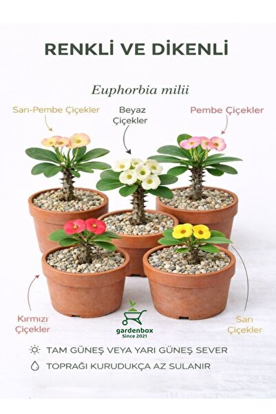 Nura Botanik Videolu Milli Dikenler Tacı (15-25 Cm ) 5 Farklı Renk Saksılı Ka...