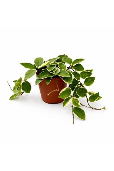 ERNAZ Mum Çiçeği (Hoya Carnosa Variegata) Sarkıcı Salon Bitkisi