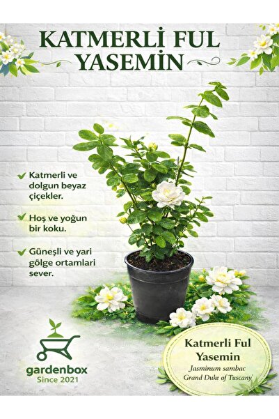 Gardenbox Harika Kokulu Katmerli Ful Yasemin Çiçeği 1 ADET Saksılı/Tüplü 30-60Cm