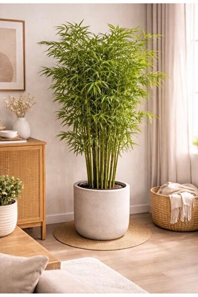 Store Gri Beton saksı 6L 24x24