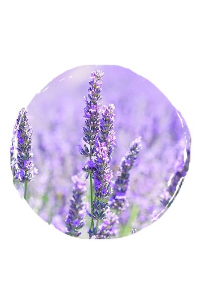 Katre-i Şifa Lavanta Yağı - 30 ml