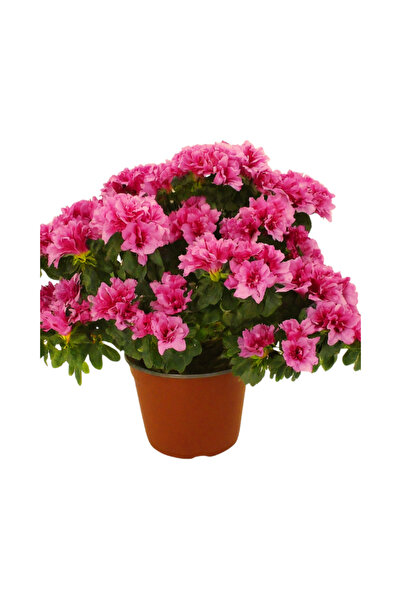 İlkadım Botanik İTHAL BÜYÜK BOY AÇELYA ÇİÇEĞİ P13 PEMBE RENK