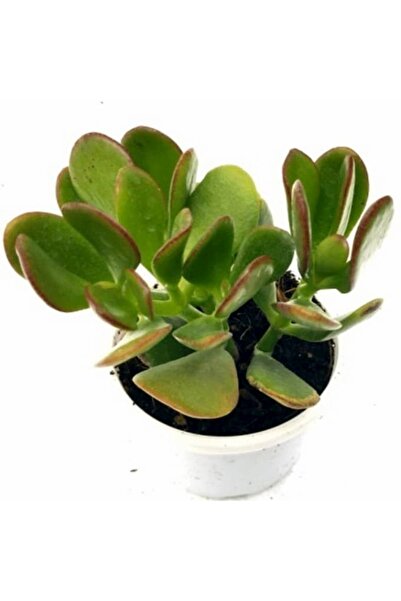 Bonzai Para Çiçegi Bonsai Yeşim Bitkisi Para Ağacı Şans Bereket Bitkisi <20cm 35 Cm >